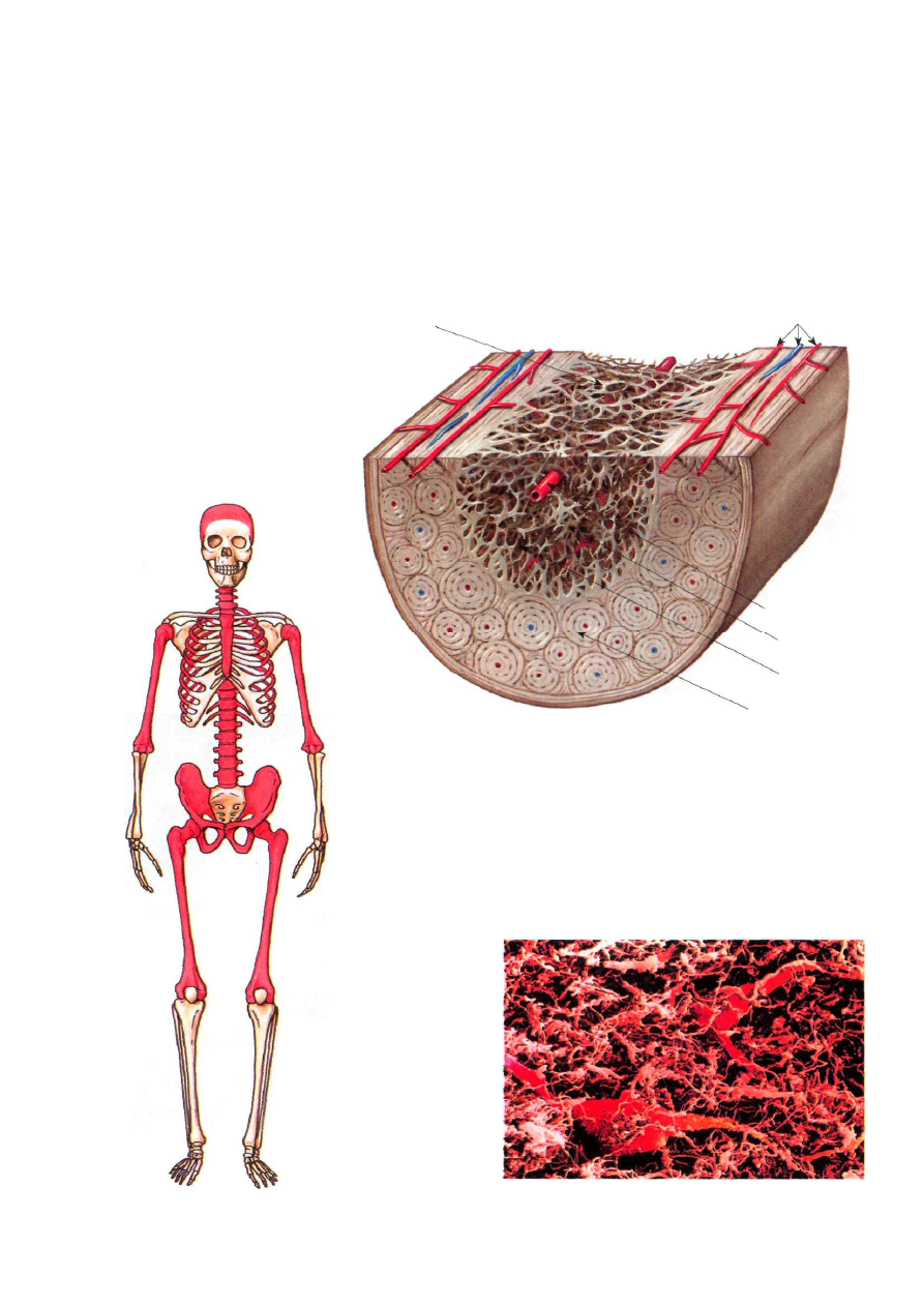 Заполнена красным костным мозгом. Костный мозгьчеловека. Красный костный мозг человека. Костный мозг анатомия человека.