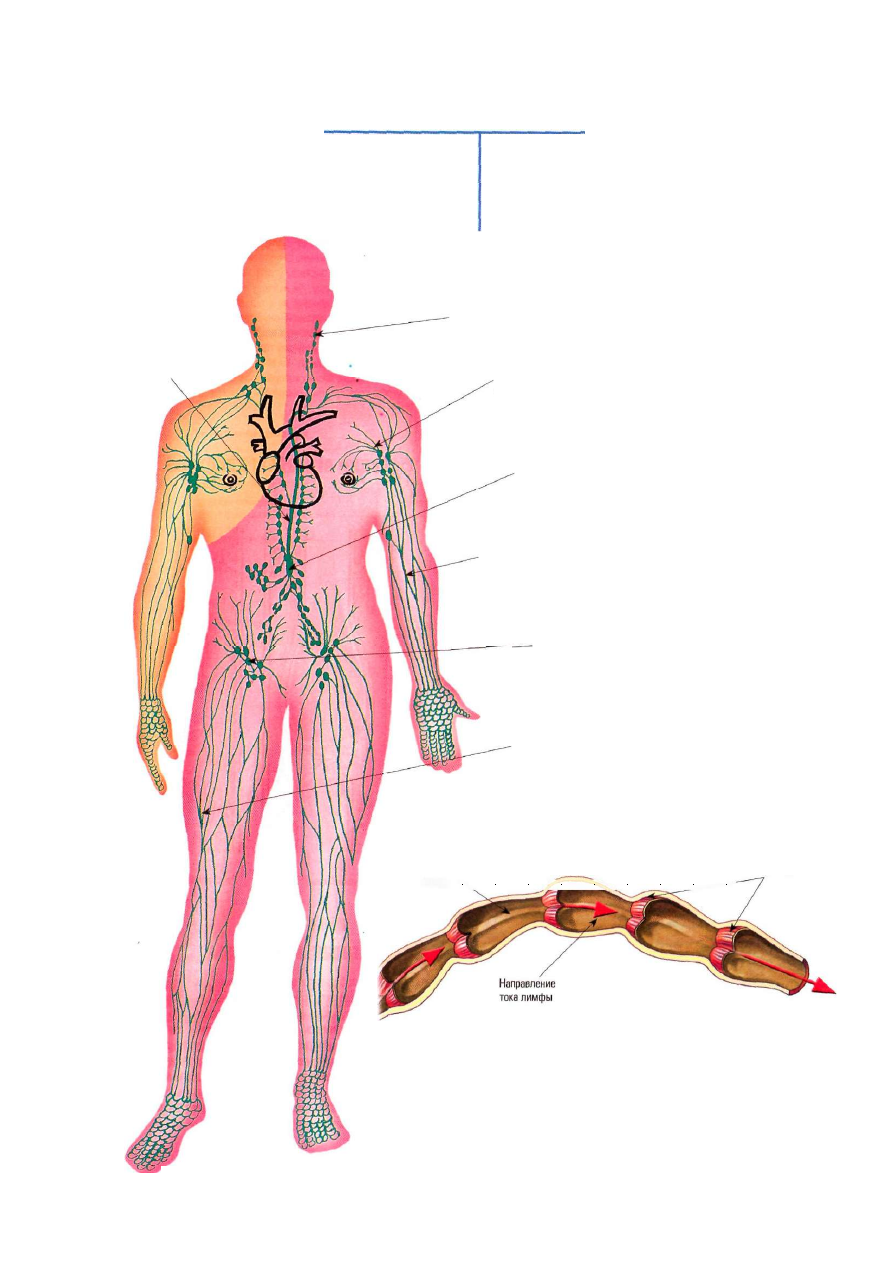 Лимфоузлы на пояснице. Анатомия тела человека лимфатическая система. Лимфатическая система человека атлас схема. Лимфатические сосуды анатомия схема. Лимфатическая система человека рис 61.