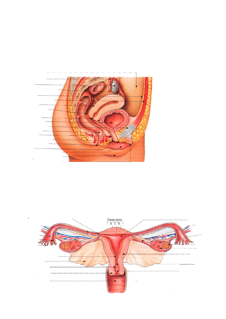 Женская внутренняя половая система. Женская половая система анатомия. Анатомия ЖПО. Женская репродуктивная система анатомия половых органов. Анатомия человека внутренние половые органы женщины.