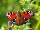 Павлиний глаз - самая красивая бабочка средней полосы