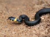Уж обыкновенный: описание змеи, сколько живет, чем питается