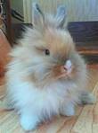 Ангорский кролик декоративный, пуховый кролик, карликовая порода