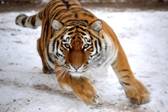 Как возрождается популяция амурского тигра — Российская газета