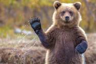 В ООПТ Клинского района к специалистам минэкологии вышел бурый медведь