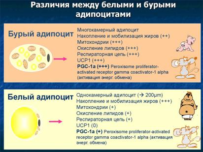 https://cf.ppt-online.org/files/slide/m/MBwE4mIKVWyhipCkQzP6LYnlJ0HfXsaxrgodDZ/slide-21.jpg