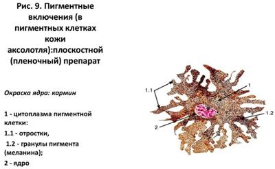 https://cf.ppt-online.org/files/slide/m/mE9vQqOpbFGCUZxuWXjrPT2HS067eBNJt8w1iM/slide-10.jpg