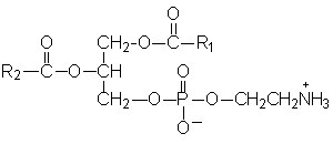 http://themedicalbiochemistrypage.org/phosphatidylethanolamine.jpg