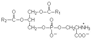 http://themedicalbiochemistrypage.org/phosphatidylserine.jpg