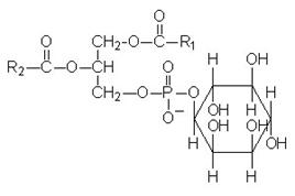 http://themedicalbiochemistrypage.org/phosphatidylinositol.jpg