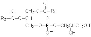 http://themedicalbiochemistrypage.org/phosphatidylglycerol.jpg
