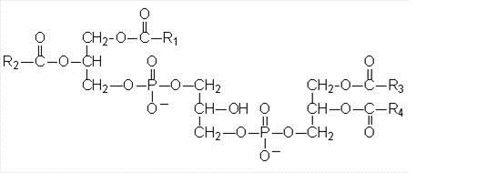 http://themedicalbiochemistrypage.org/cardiolipin.jpg