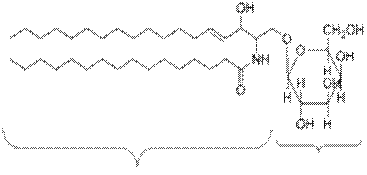 A galactocerebroside