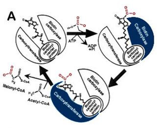 [Image of acetyl-CoA carboxylase complex]