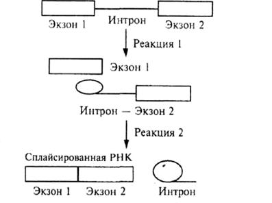 Рис 2