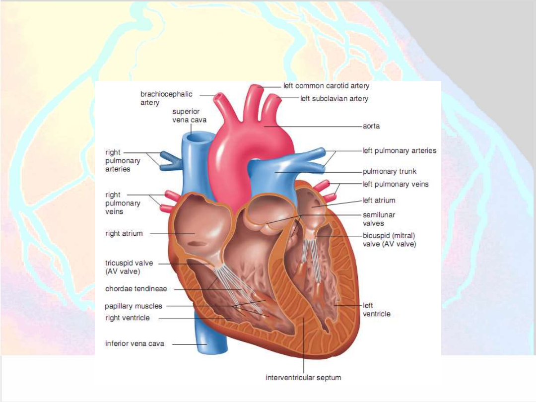 Миокард правого предсердия. Строение сердца строение стенки клапаны. Внутреннее строение сердца камеры сердца. Внутреннее строение сердца человека схема камеры. Схема камеры клапаны строение стенки сердца.