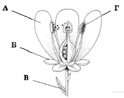 https://bio-oge.sdamgia.ru/get_file?id=7780&png=1
