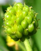 Изображение растения Ranunculus cassubicus.
