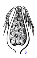 http://medbiol.ru/medbiol/botanica/images/gif-mal/108.gif