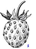 http://medbiol.ru/medbiol/botanica/images/gif-mal/108.gif