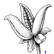 http://medbiol.ru/medbiol/botanica/images/gif-mal/108.gif