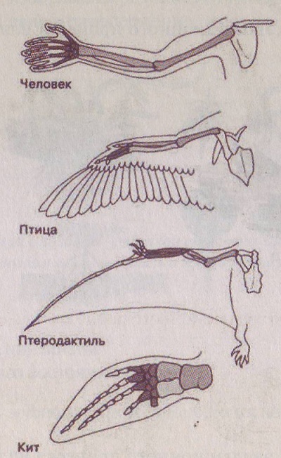 Гомологичные органы крыло птицы и ласты кита. Способы эволюционного процесса. Какой способ эволюционного процесса иллюстрирует рисунок. Человек птица птеродактиль кит эволюционный процесс. Какой эволюционный процесс иллюстрирует рисунок.