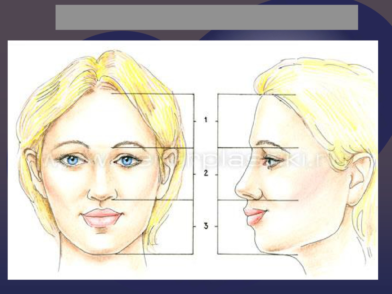 Длина лба. Деление лица на трети. Разделить лицо на три части. Верхняя средняя и нижняя треть лица. Высота средней трети лица.