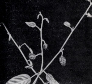 ���. 69. �������� ���������� ������� �� Rubus henryi