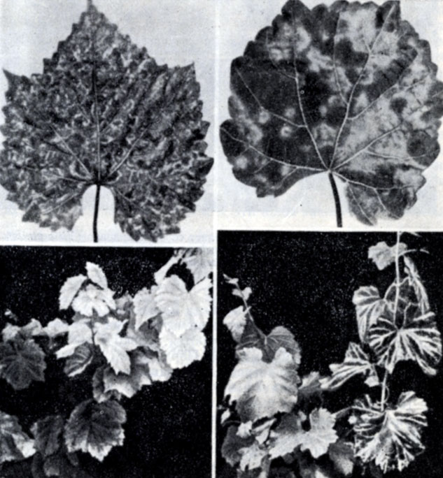 ���. 108. ������ - ��������� �������� ������������ �� ������� ����� 5�� (berlandieri x riparia), ��������� ������������ ��������� ���������: ����� - ��������� � �������� �����; ������ - ����������� ����� � ��������� �����������. ����� ����� - ���� �������� (Vitis vinifera) � ���������� ������� � ������ �������, �� ��� ���������� �������; ������ - ��� �� ���� � ���������� ������� ���������� �����, ���������� � ������������� (�������, ������� ����; �����, ������� �����)