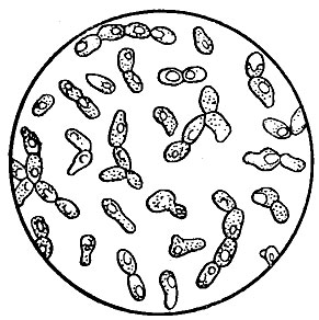 ���. 56. ������������� ������ (Saccharomyces ellipsoideus)