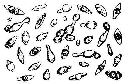 ���. 57. ����������� ������ (Hanseniaspora apiculata)
