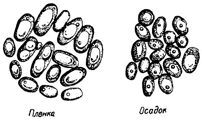 ���. 61. ��������� (Mycoderma vini)