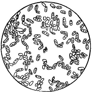 ���. 149. Mycoderma vini (������ ��������� ����� ��������� �����)