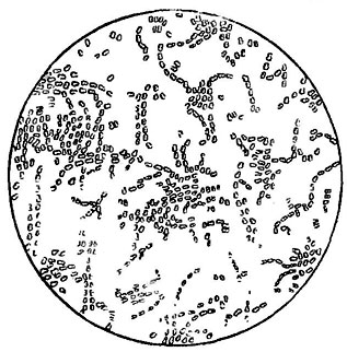 ���. 150. Bacterium aceti