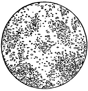 ���. 152. Bacterium rnanni topoeum