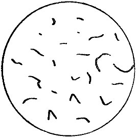 ���. 154. Bacterium gracile